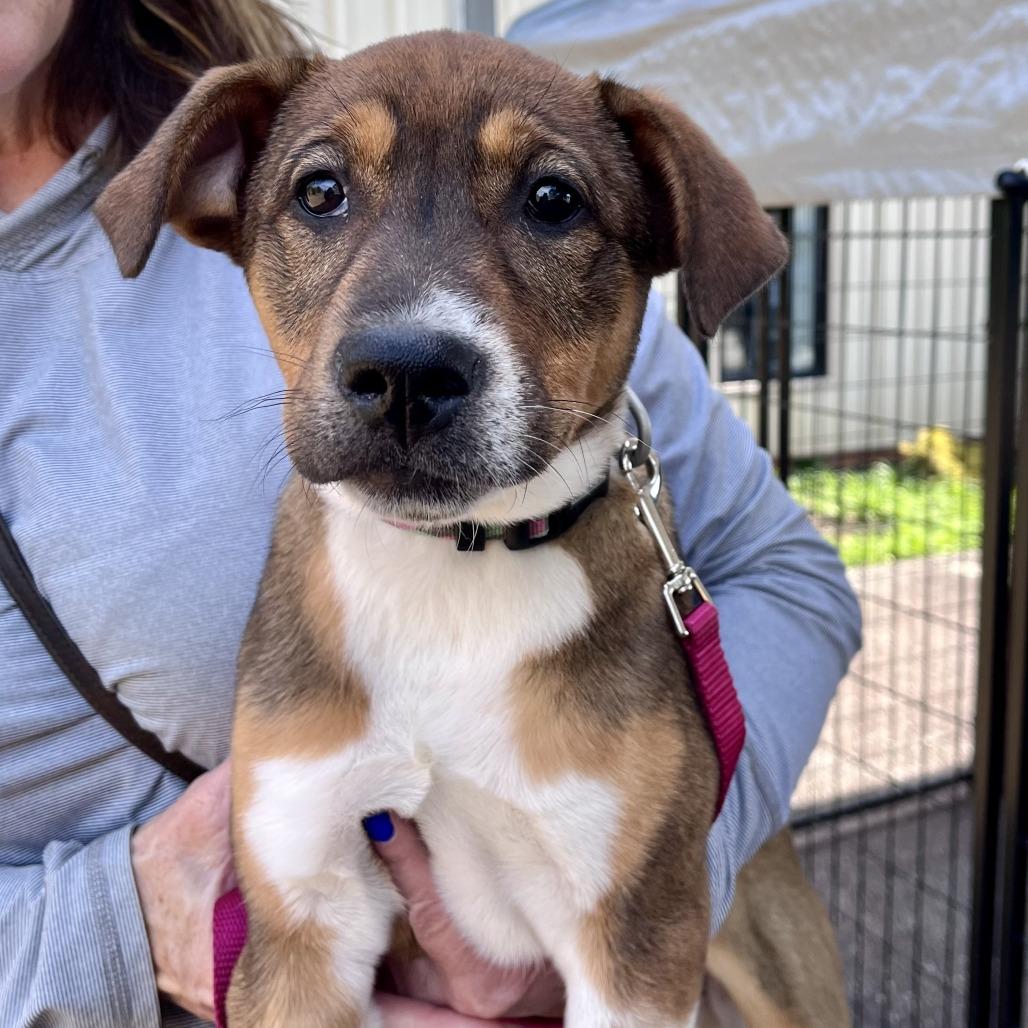Dixie, Adoptable, Puppy Female Beagle & Mixed Breed.