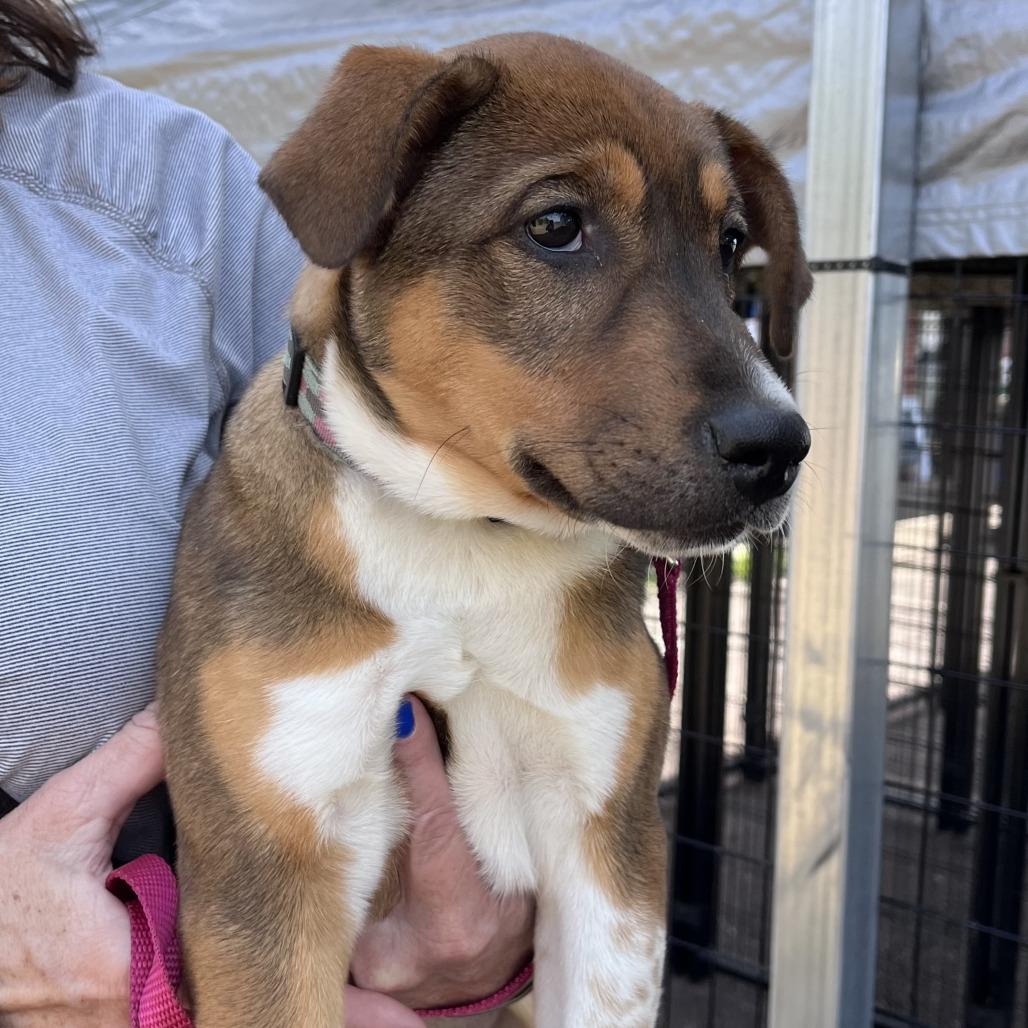 Enlarge Dixie, a Adoptable mixed breed in Lenoir, NC image 4/6