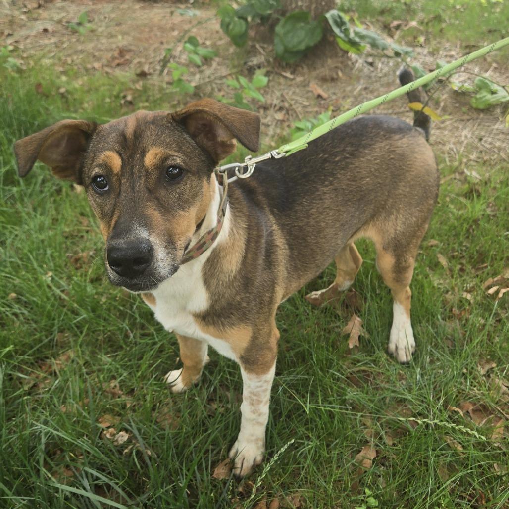 Enlarge Dixie, a Adoptable mixed breed in Lenoir, NC image 2/6