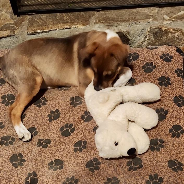 Enlarge Dixie, a Adoptable mixed breed in Lenoir, NC image 3/6