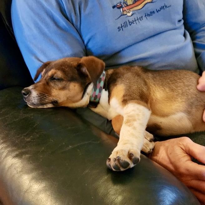 Enlarge Dixie, a Adoptable mixed breed in Lenoir, NC image 4/6