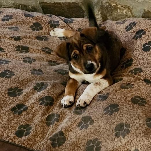 Enlarge Dixie, a Adoptable mixed breed in Lenoir, NC image 5/6