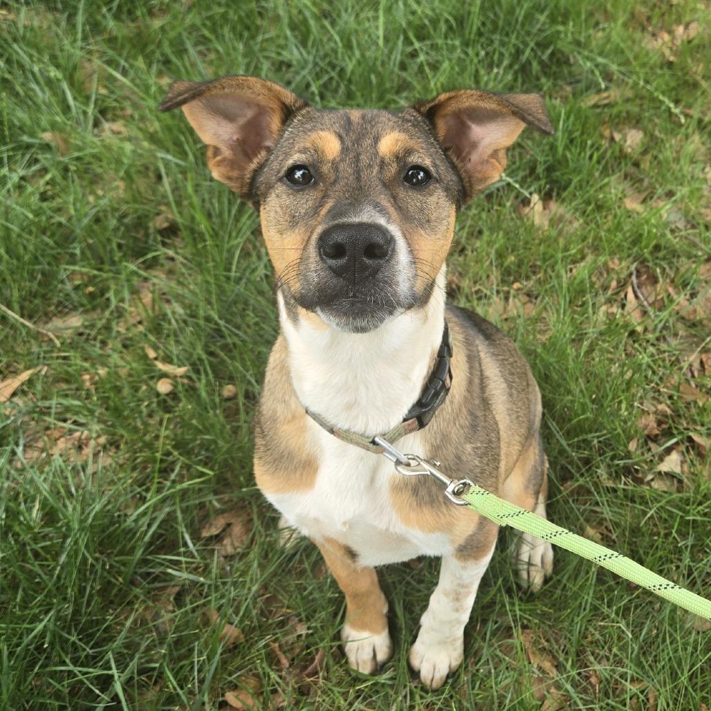 Enlarge Dixie, a Adoptable mixed breed in Lenoir, NC image 5/6