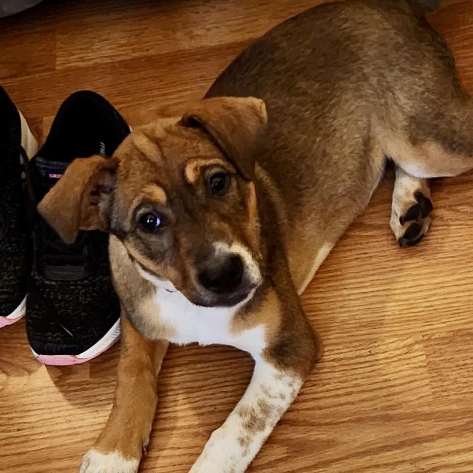 Enlarge Dixie, a Adoptable mixed breed in Lenoir, NC image 6/6