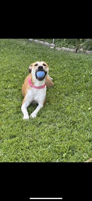 Enlarge Ruby (152054) (In a foster home), a ADOPTABLE Mixed Breed in Baton Rouge, LA image 2/4