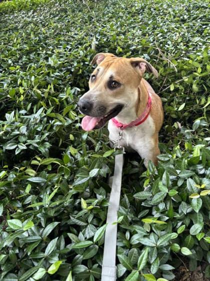 Enlarge Ruby (152054) (In a foster home), a ADOPTABLE Mixed Breed in Baton Rouge, LA image 4/4