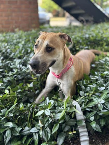 Ruby (152054) (In a foster home), ADOPTABLE, Young Female Mixed Breed.