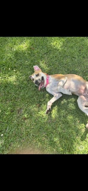 Enlarge Ruby (152054) (In a foster home), a ADOPTABLE Mixed Breed in Baton Rouge, LA image 3/4