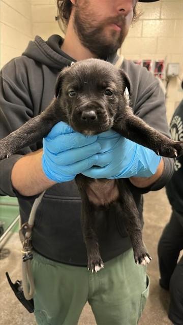 KALI, Adoptable, Puppy Female Pit Bull Terrier.