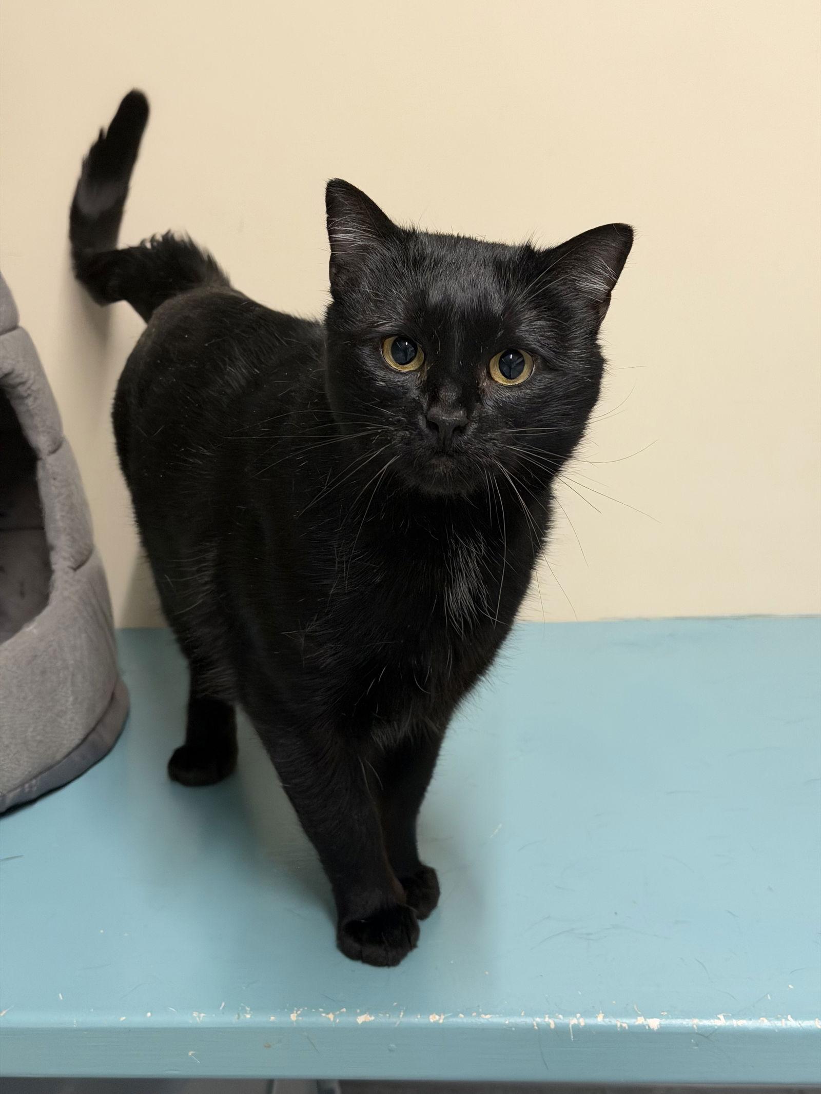 Ernie, Adoptable, Adult Male Domestic Short Hair.