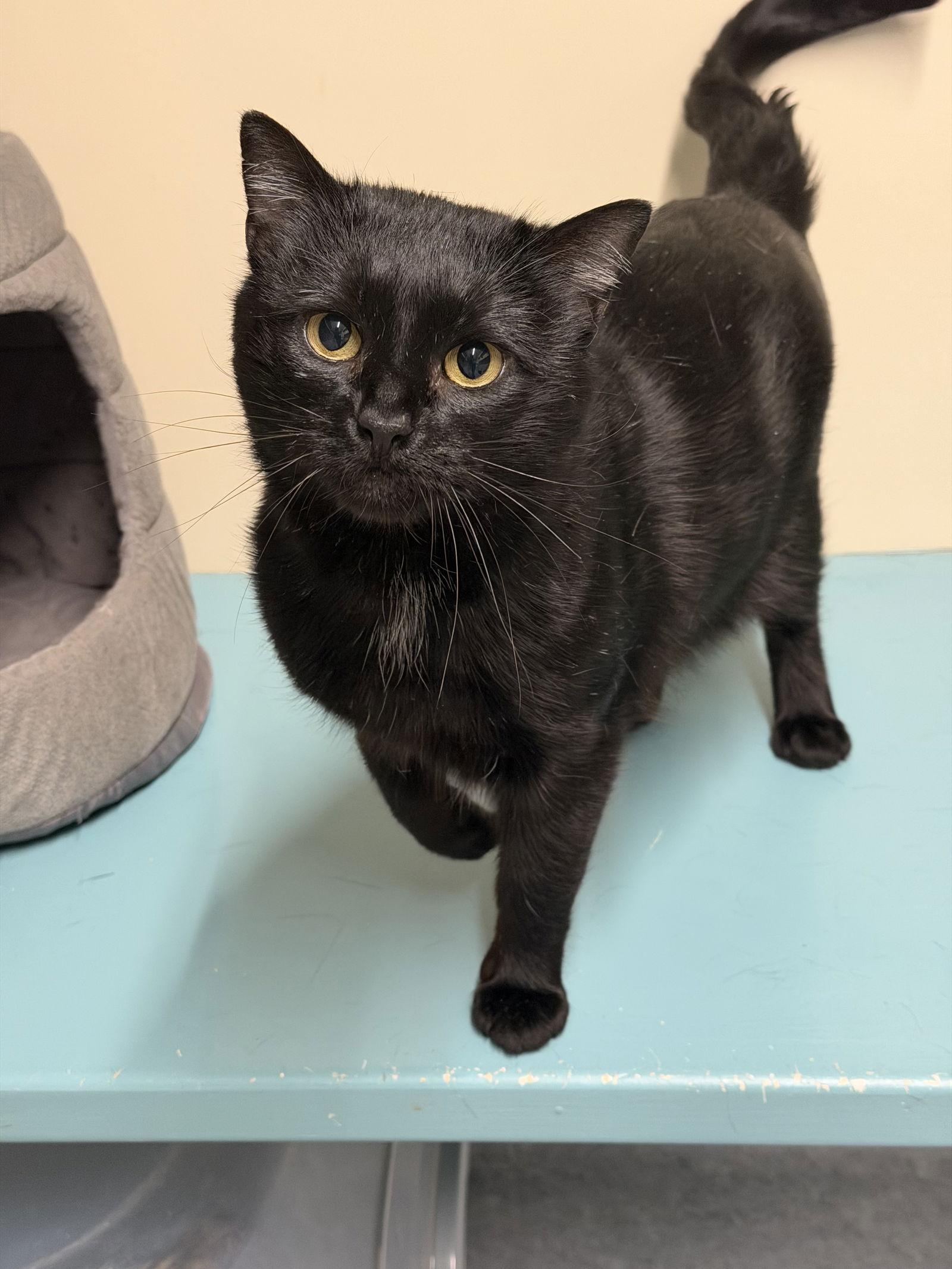 Enlarge Ernie, a Adoptable Domestic Short Hair in Arlington, VT image 2/3