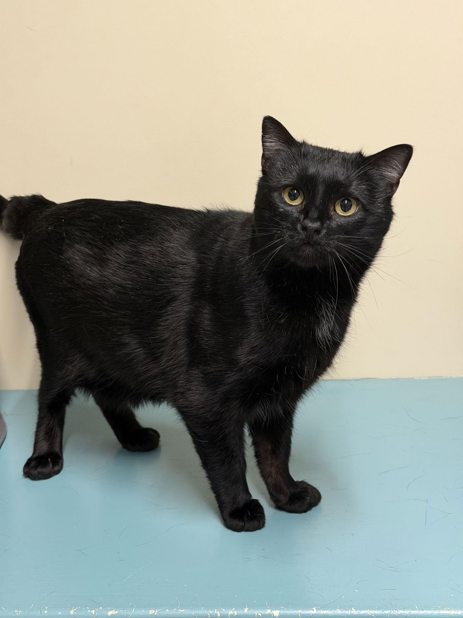 Enlarge Ernie, a Adoptable Domestic Short Hair in Arlington, VT image 3/3