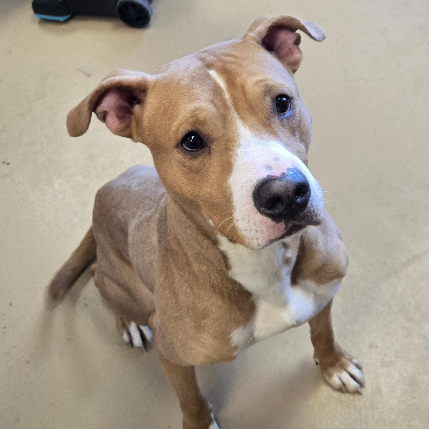 Enlarge Arthur, a ADOPTABLE American Bully in Xenia , OH image 1/5