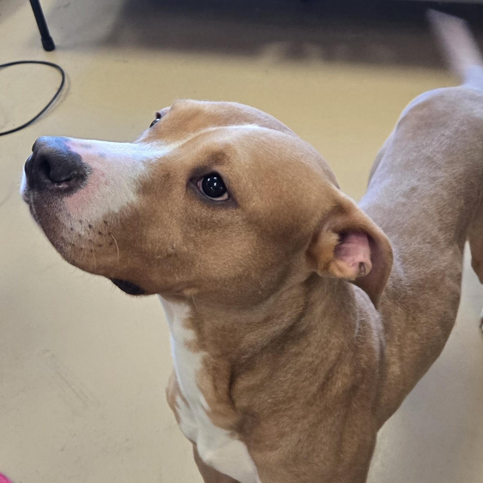 Enlarge Arthur, a ADOPTABLE American Bully in Xenia , OH image 4/5