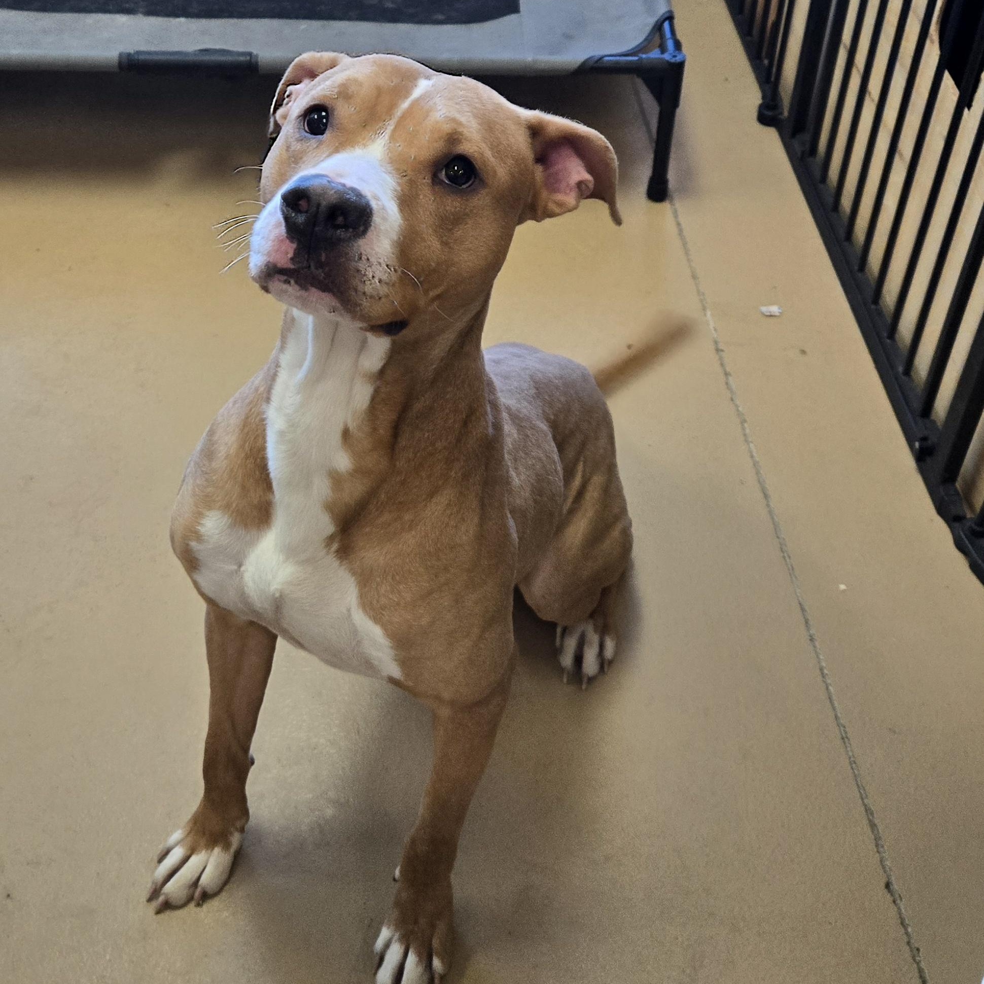 Enlarge Arthur, a ADOPTABLE American Bully in Xenia , OH image 5/5