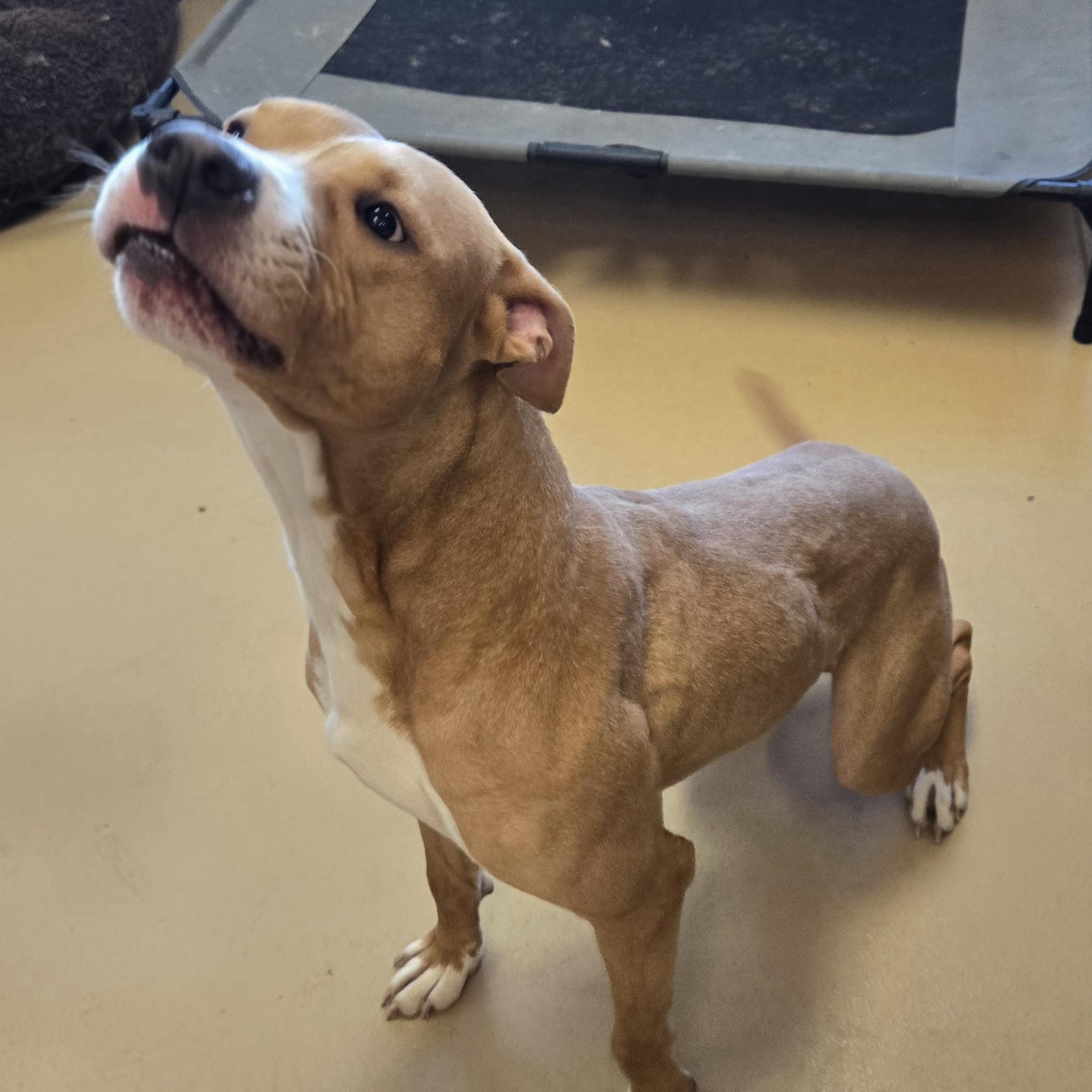 Enlarge Arthur, a ADOPTABLE American Bully in Xenia , OH image 2/5