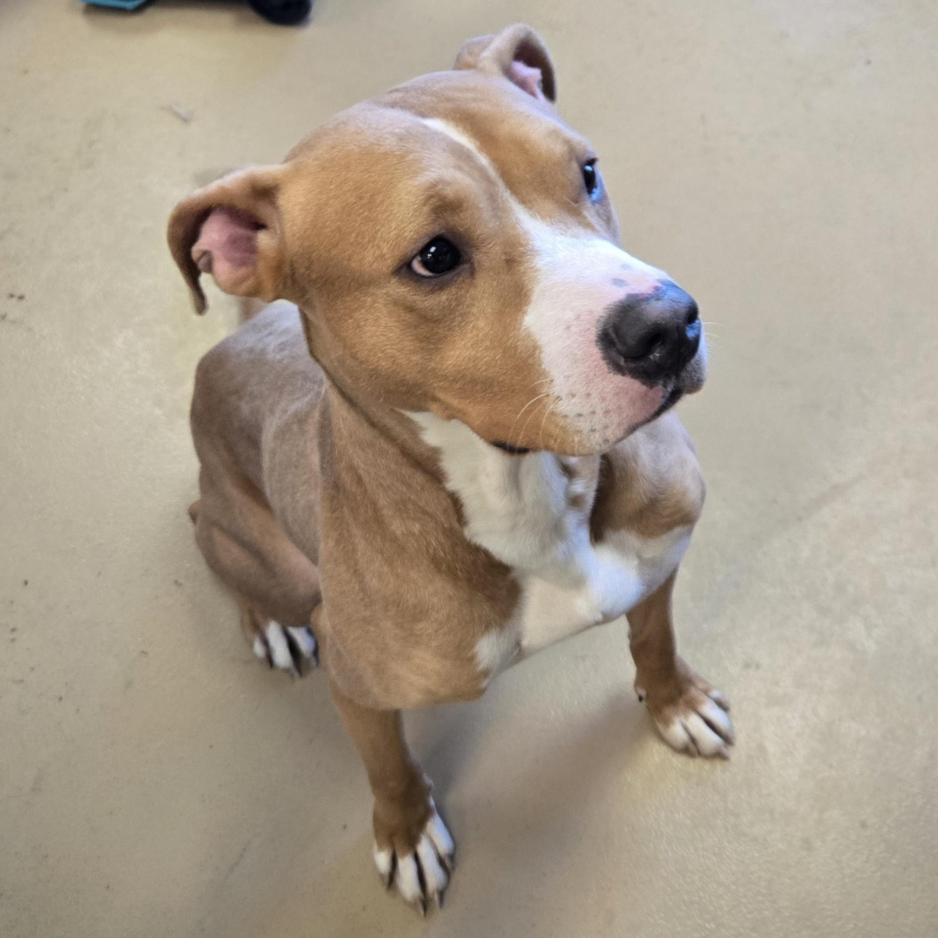 Enlarge Arthur, a ADOPTABLE American Bully in Xenia , OH image 3/5