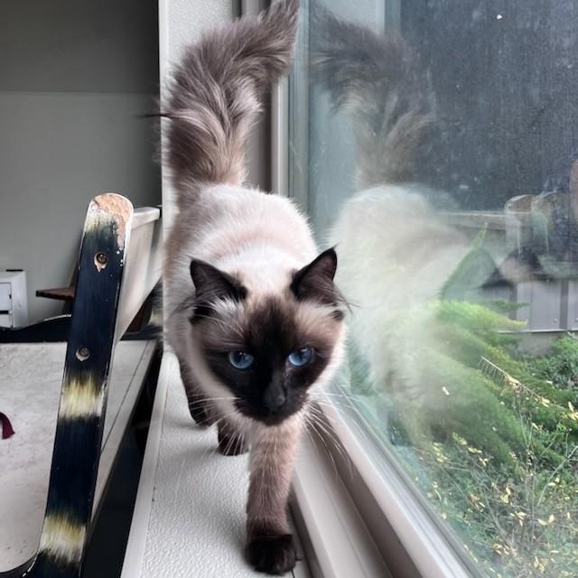 Enlarge Rumor, an adopted Domestic Long Hair in Lodi, CA image 3/3