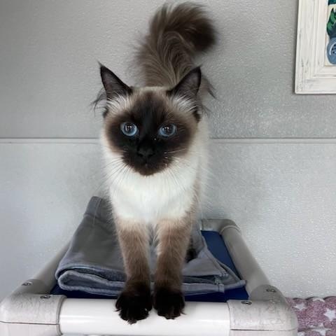 Enlarge Rumor, an adopted Domestic Long Hair in Lodi, CA image 2/3