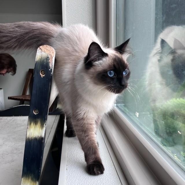 Enlarge Rumor, an adopted Domestic Long Hair in Lodi, CA image 1/3