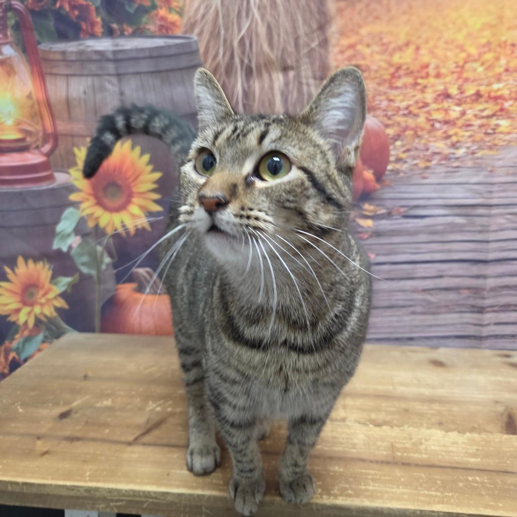 Enlarge Skydancer, a Adoptable Domestic Short Hair in Normal, IL image 1/4