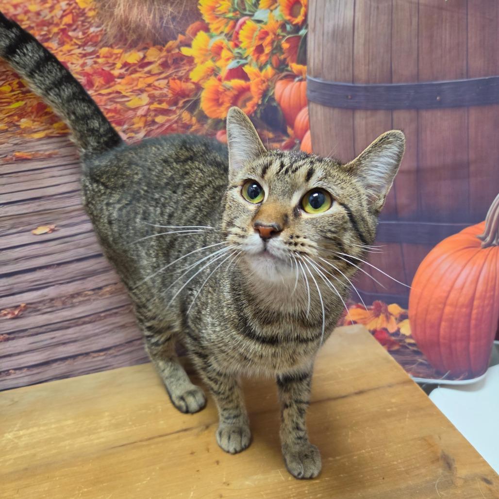 Enlarge Skydancer, a Adoptable Domestic Short Hair in Normal, IL image 2/4
