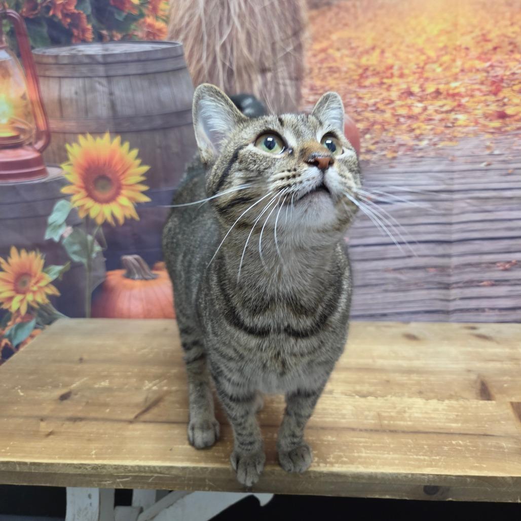 Enlarge Skydancer, a Adoptable Domestic Short Hair in Normal, IL image 3/4