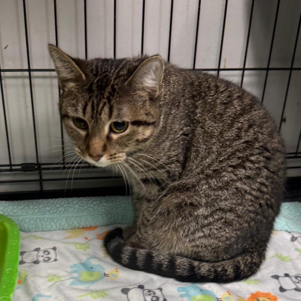Enlarge Skydancer, a Adoptable Domestic Short Hair in Normal, IL image 4/4