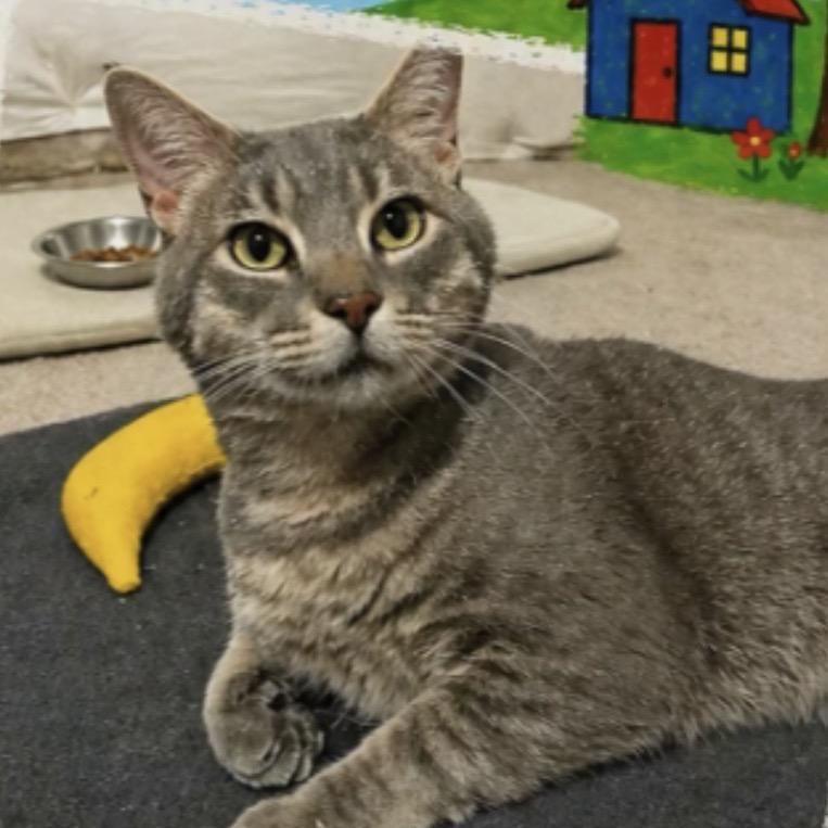 Pete, Adoptable, Adult Male Domestic Short Hair.