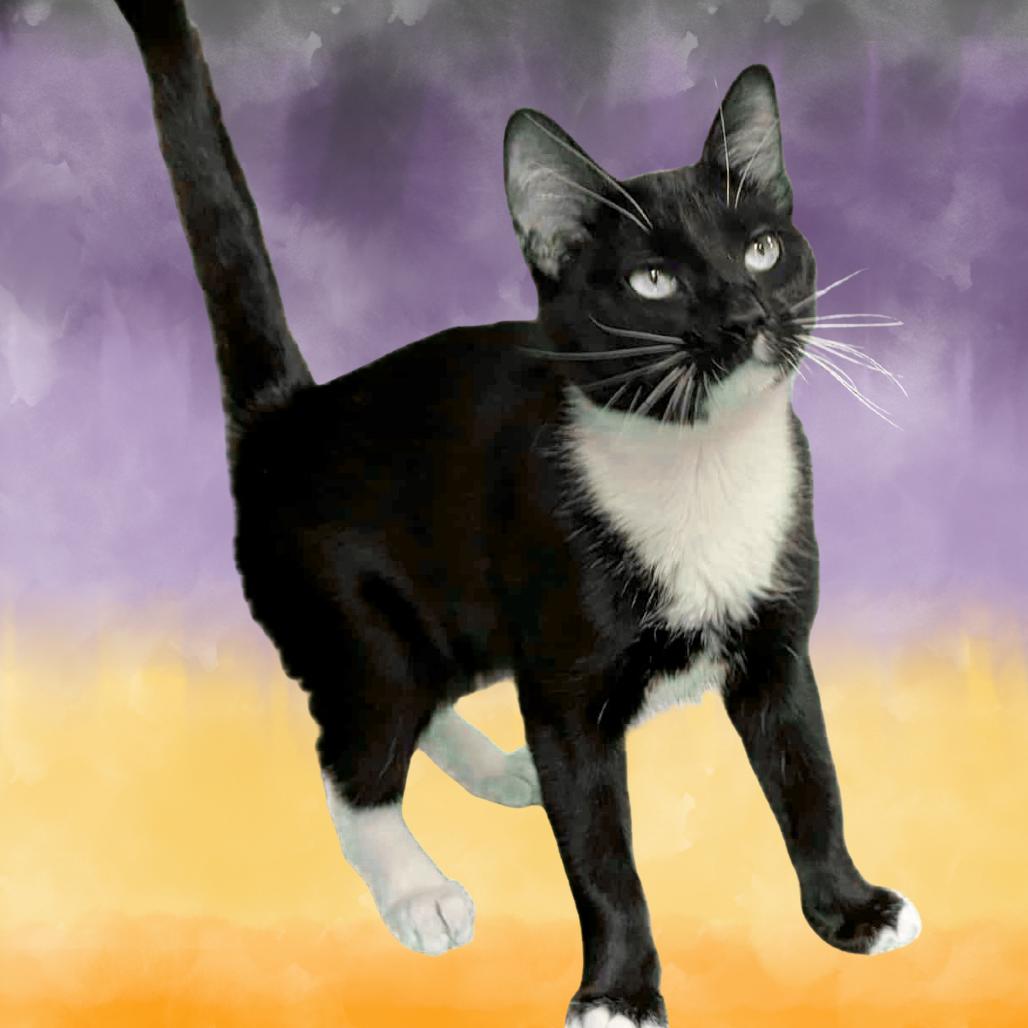 Enlarge Leo, a Adoptable Domestic Short Hair in Enid, OK image 1/3