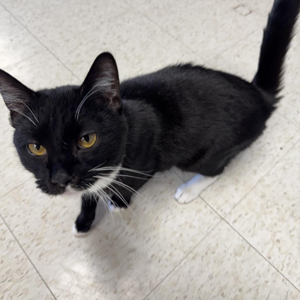 Enlarge Leo, a Adoptable Domestic Short Hair in Enid, OK image 2/3