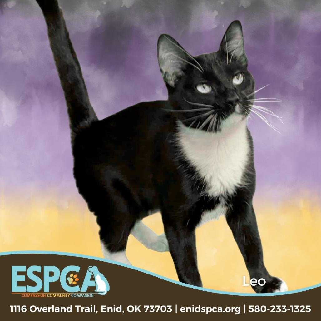 Enlarge Leo, a Adoptable Domestic Short Hair in Enid, OK image 3/3