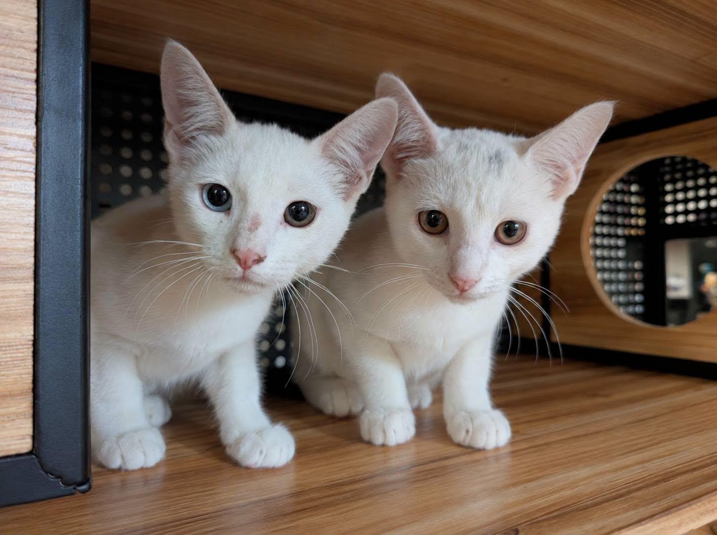 Enlarge Snowball, a Adopted Domestic Short Hair in Mabank, TX image 2/2