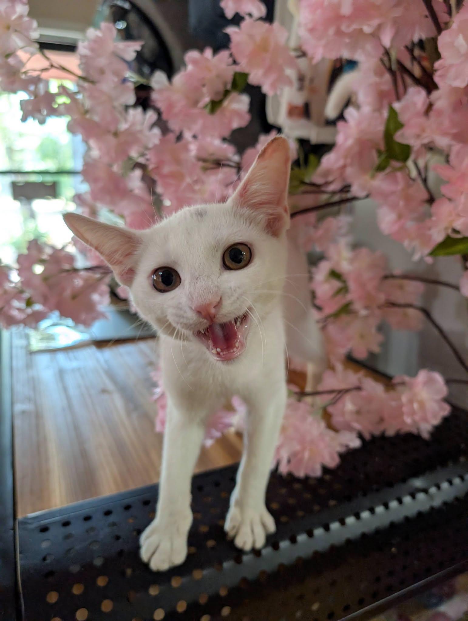 Snowball, Adopted, Young Male Domestic Short Hair.