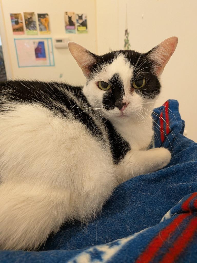 Enlarge Patches, a Adoptable mixed breed in Bourbonnais, IL image 1/1