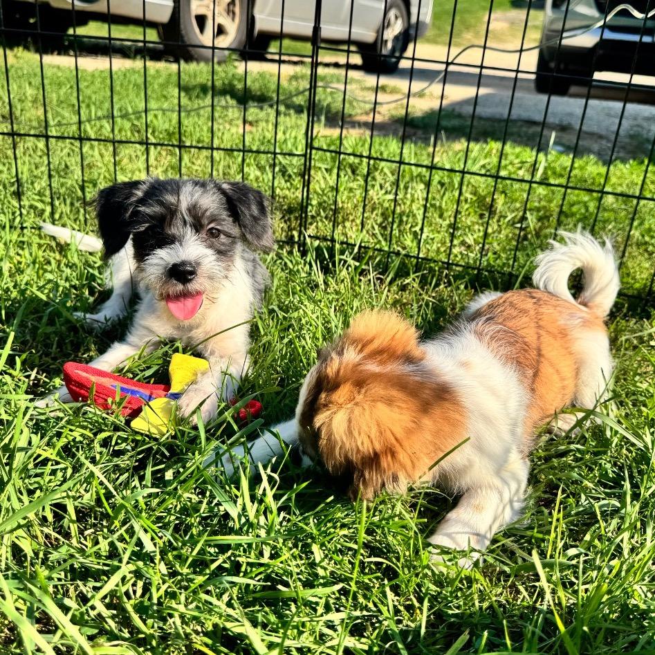 Camille, Adoptable, Puppy Female Terrier & Mixed Breed.