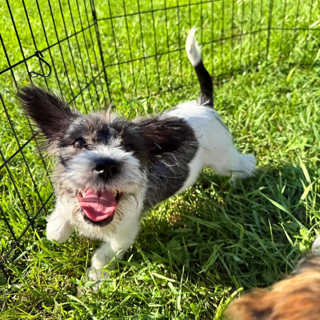 Camille, a Adoptable mixed breed in Alma, WI image 2/6