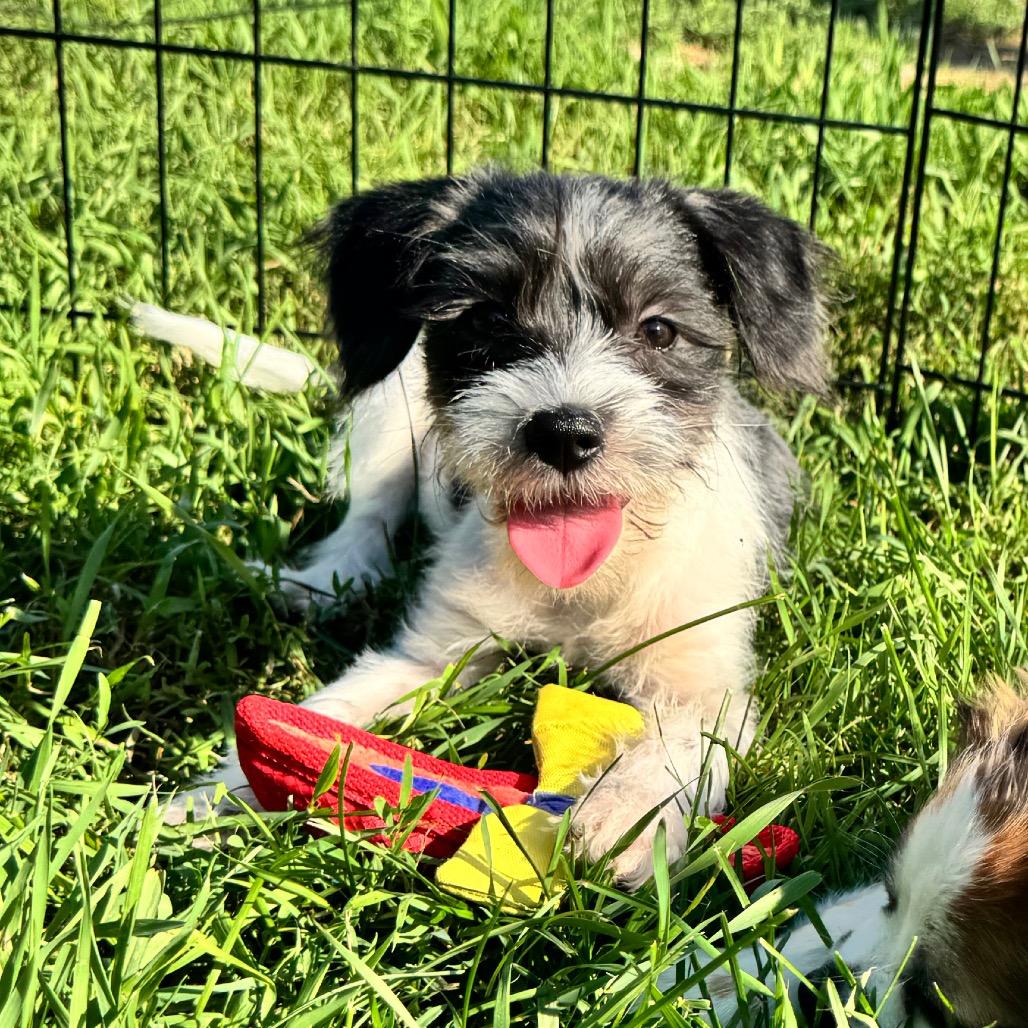 Camille, a Adoptable mixed breed in Alma, WI image 3/6