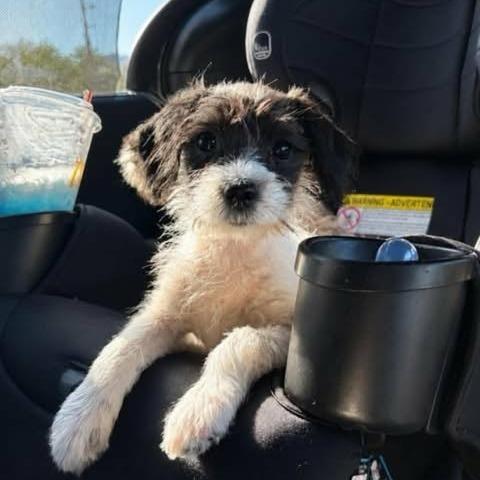 Camille, a Adoptable mixed breed in Alma, WI image 4/6