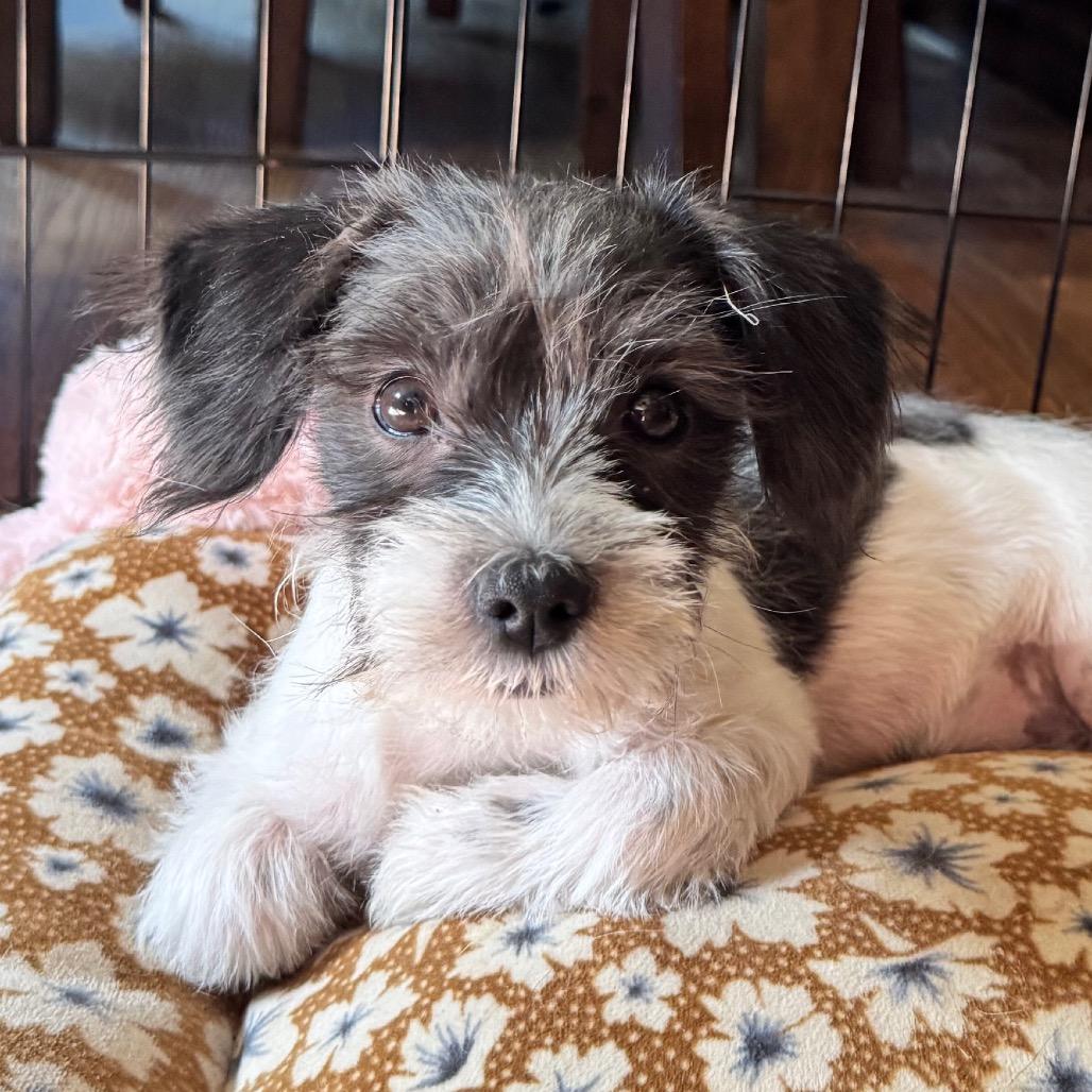 Camille, a Adoptable mixed breed in Alma, WI image 5/6