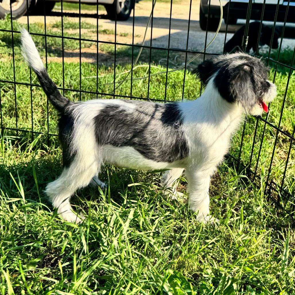 Camille, a Adoptable mixed breed in Alma, WI image 6/6