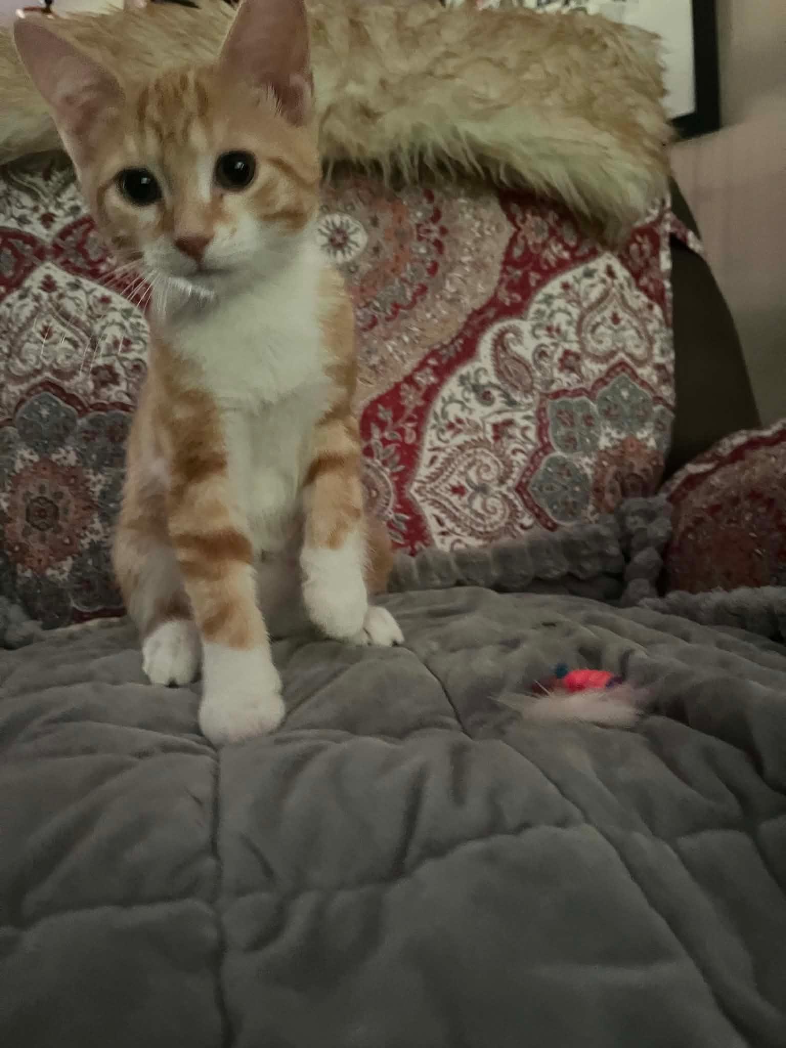 Enlarge Izzy, a Adopted Domestic Short Hair in Salt Point, NY image 2/2