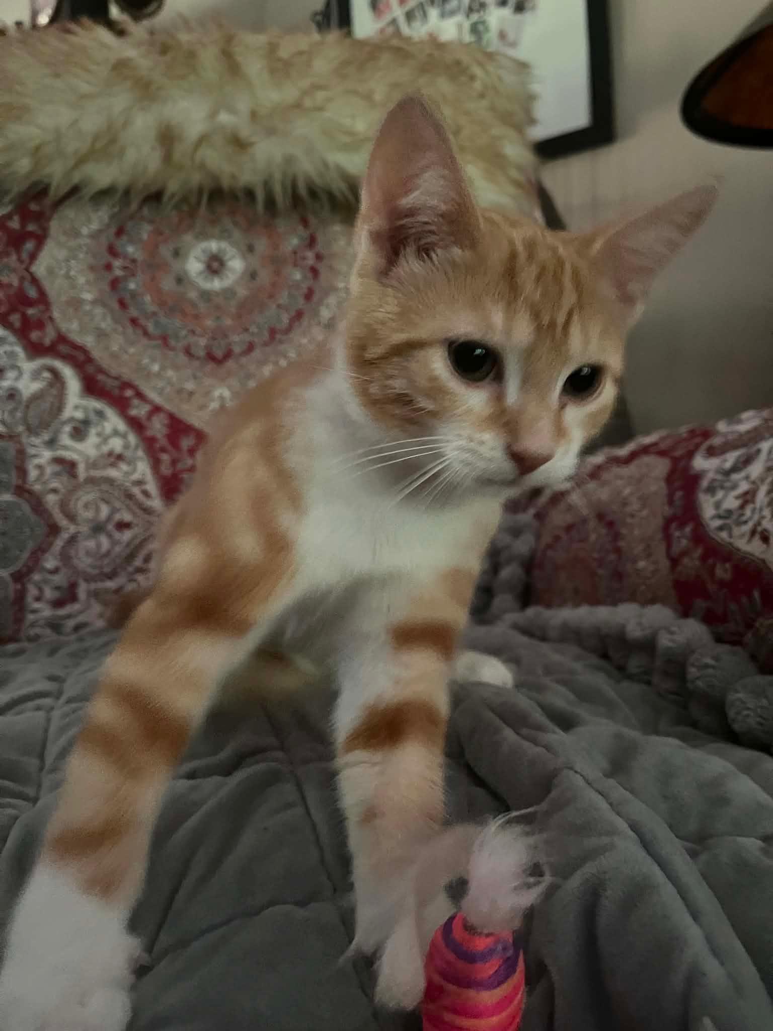 Izzy, Adopted, Kitten Female Domestic Short Hair.