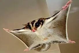 Enlarge Pal- PROD TEST NOT ADOPTABLE, a ADOPTABLE Sugar Glider in Gray Summit, MO image 1/4