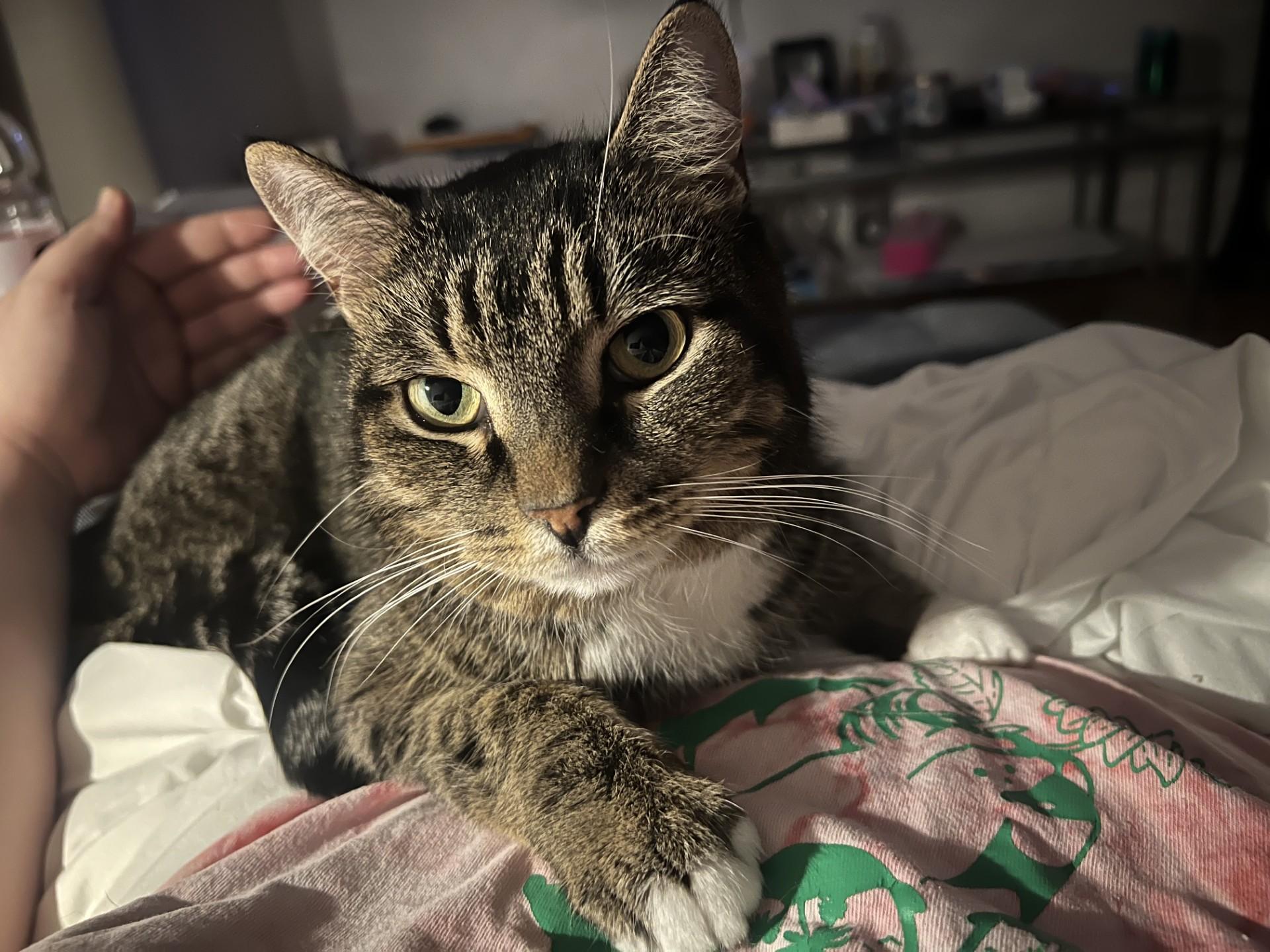 Ti-Guy, Adoptable, Adult Male Tabby.