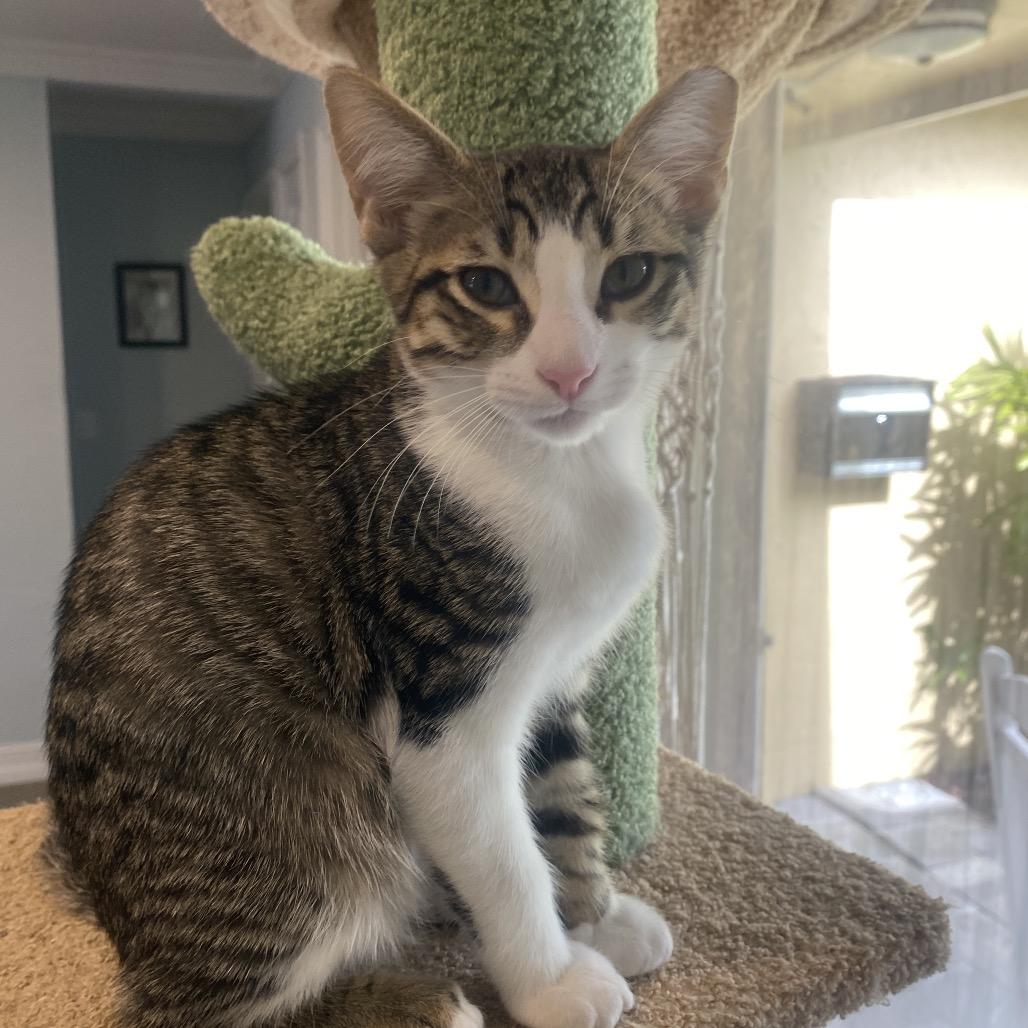 Skooter, Adoptable, Kitten Male Domestic Short Hair.