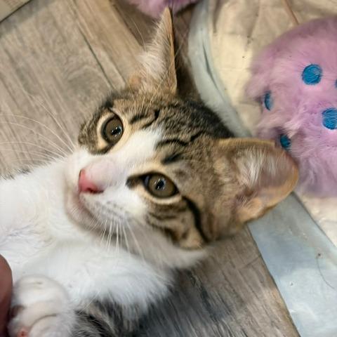 Enlarge Skooter, a Adoptable Domestic Short Hair in Miami, FL image 2/5