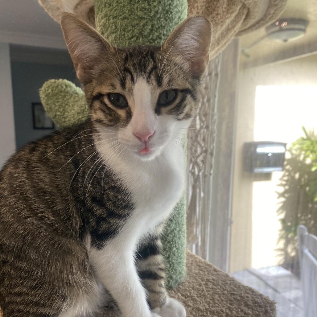 Enlarge Skooter, a Adoptable Domestic Short Hair in Miami, FL image 3/5