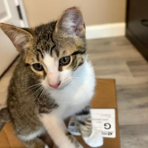 Enlarge Skooter, a Adoptable Domestic Short Hair in Miami, FL image 4/5