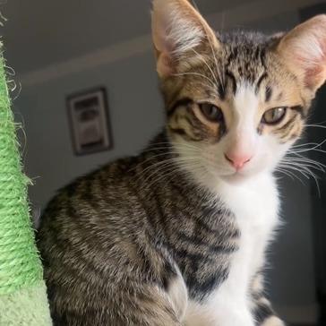 Enlarge Skooter, a Adoptable Domestic Short Hair in Miami, FL image 5/5